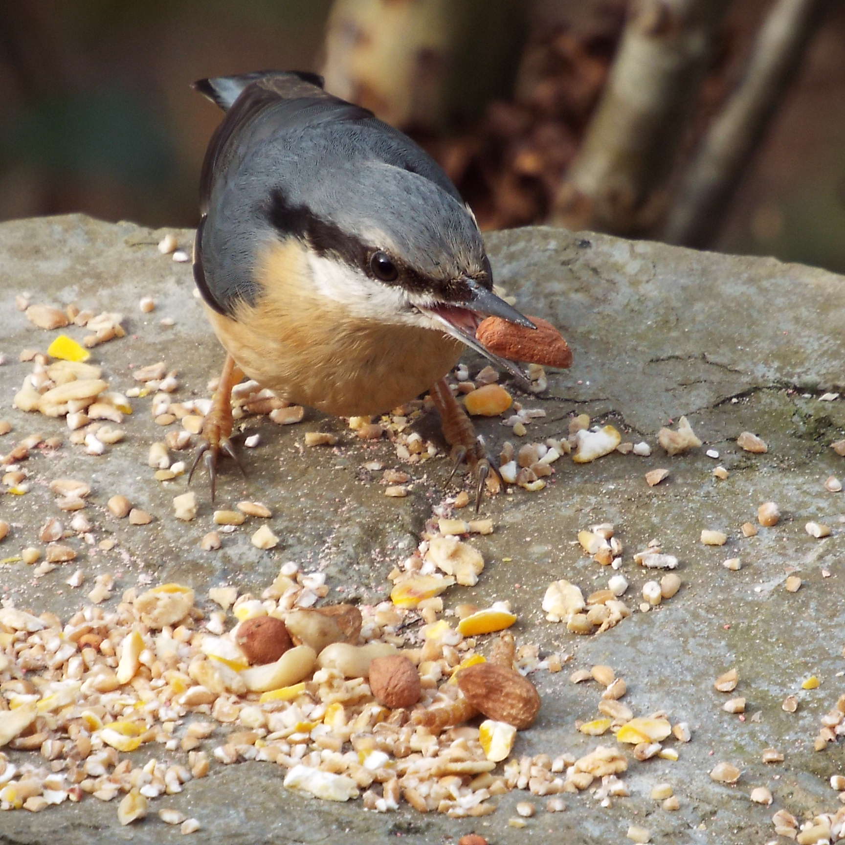 myww-bird-nuts Birds in the Welsh Woodlands